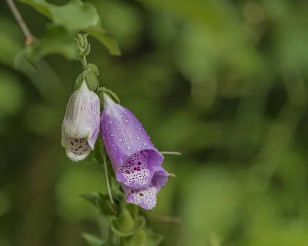 Vingerhoedskruid Digitalis Bloem Zomerdag Krkonose Bergen — Stockfoto