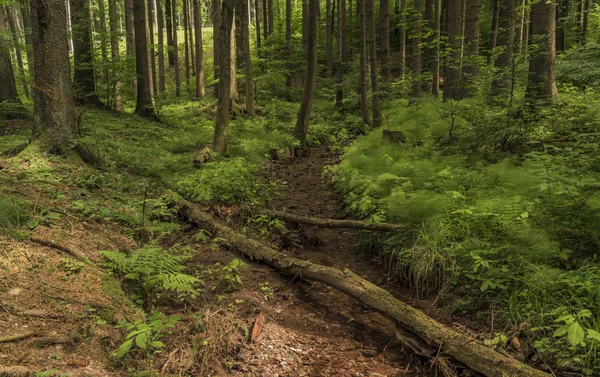 Yaz Krkonose dağlarda Bradlecka Lhota village yakınındaki küçük dere