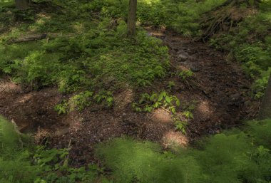 Yaz Krkonose dağlarda Bradlecka Lhota village yakınındaki küçük dere