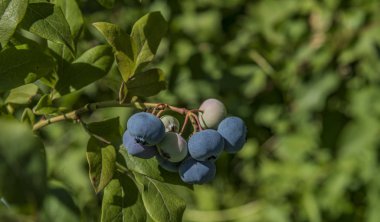 Kanadalı yaban mersini ile yeşil yapraklar güneşli bir günde