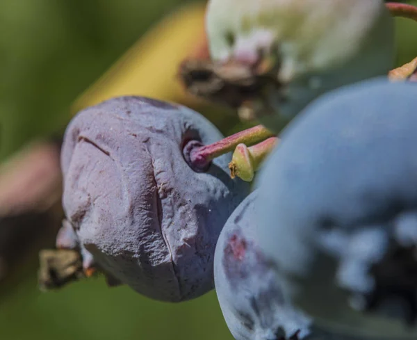 Kanadensiska Blåbär Med Gröna Blad Soliga Dag — Stockfoto