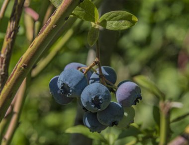 Kanadalı yaban mersini ile yeşil yapraklar güneşli bir günde