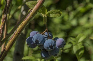 Kanadalı yaban mersini ile yeşil yapraklar güneşli bir günde
