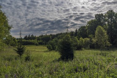 Slavkovsky les Milli Parkı içinde Novoveska baharda yaz sabahı yakın alanı