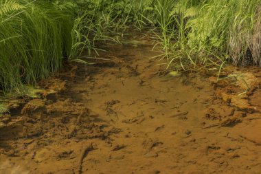 Marianske Lazne spa yaz ormandaki yakınındaki turuncu gölet