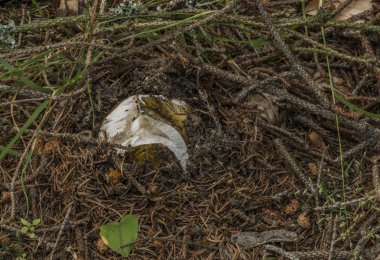Slavkovksy les Milli Parkı yaz sıcak sabah'ın zehirli mantar