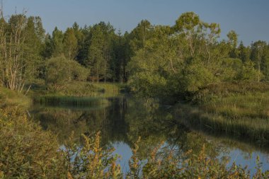 Tepla Vltava Nehri Milli Parkı Sumava yaz sabahın