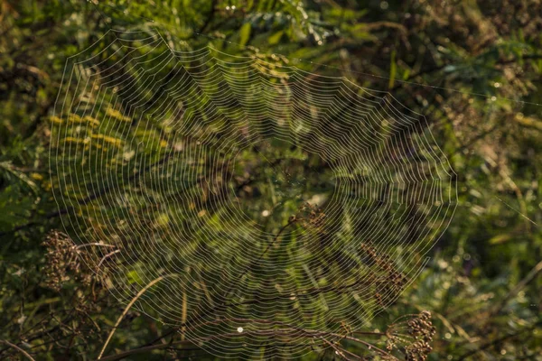 Pók Pókháló Nyári Reggel Sumava Nemzeti Park — Stock Fotó