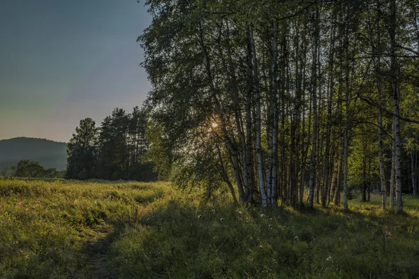 Summer Evening Forest Soumarsky Most Village National Park Sumava — Stock Photo, Image