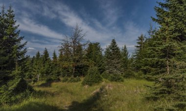 Mavi gökyüzü ile Batı Bohemya'da Neuhausen dağlarda orman
