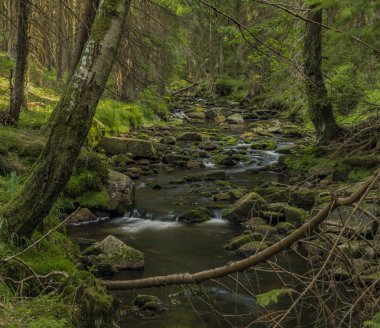 Yaz sıcak güneşli gün Batı Bohemia Neuhausen dağlarında Prebuz köyü yakınındaki nehirde Rolava