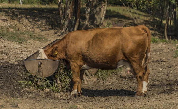 Vaca Sedienta Bebiendo Caluroso Día Verano Tierras Pastoreo Cerca Ciudad —  Fotos de Stock