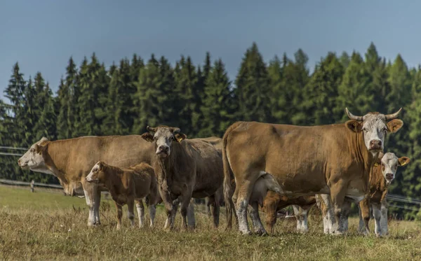 Cows and bulls staying on pasture land in hot summer day near forest