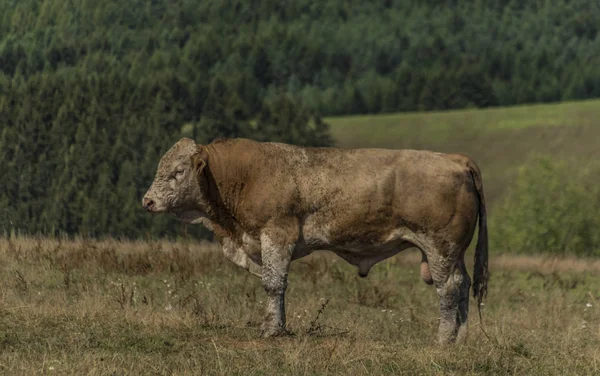 Oude Bull Droog Grasland Warme Zonnige Zomerdag — Stockfoto