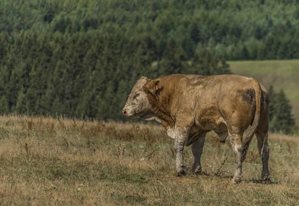 Oude Bull Droog Grasland Warme Zonnige Zomerdag — Stockfoto