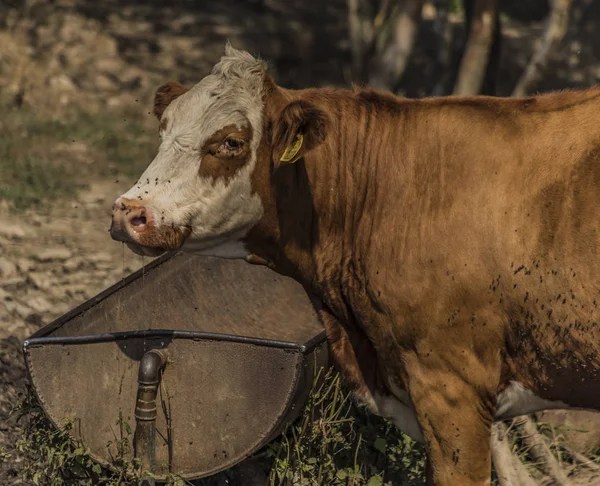 Thirsty cow drinking in hot summer day on pasture land near Sokolov town in west Bohemia