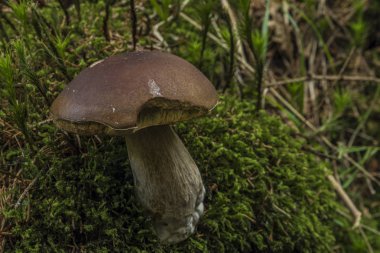 Boletus mantar sıcak yaz günü Batı Bohemia Nehri yakınında