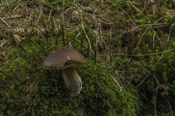 Boletus Paddestoel Buurt Van Rivier West Bohemen Hete Zomerdag — Stockfoto