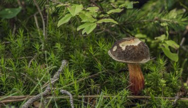 Yaban mersinli çörek mantar yaz günü yapraklar