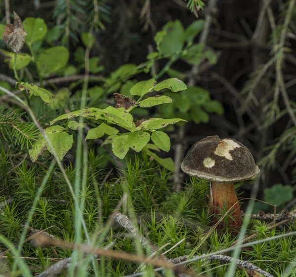 Karljohansvamp Svamp Blåbär Blad Sommardag — Stockfoto