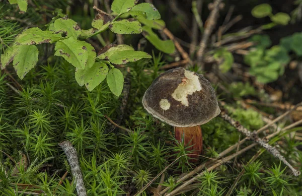 Boletus Paddestoel Blueberry Blaadjes Zomerdag — Stockfoto