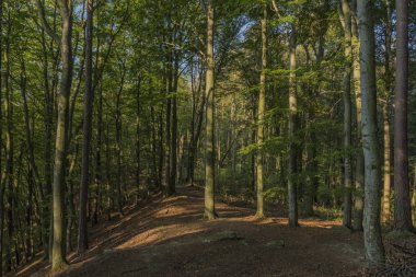 Jeseniky dağlarda yaz güneşli güzel bir gün ormanda