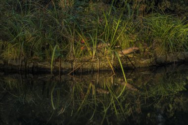 Velke Losiny kale gölet güzel güneş ışığı ile yakınındaki yaz sabahı çimen