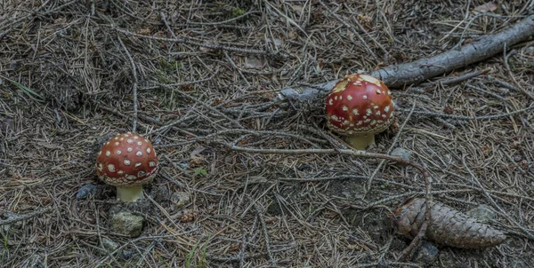 Amanita muscaria mushroom in needles forest near Zbytiny village in south Bohemia in atumn day