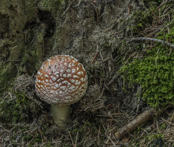 Amanita Muscaria Paddestoel Naalden Bos Buurt Van Zbytiny Dorp Zuid — Stockfoto