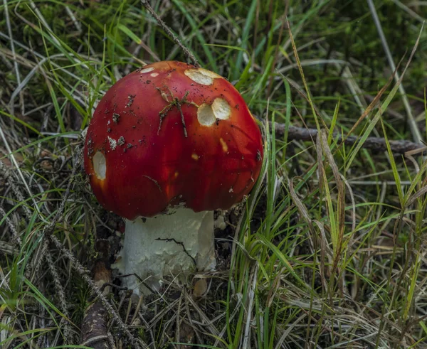 Amanita muscaria mushroom in needles forest near Zbytiny village in south Bohemia in atumn day