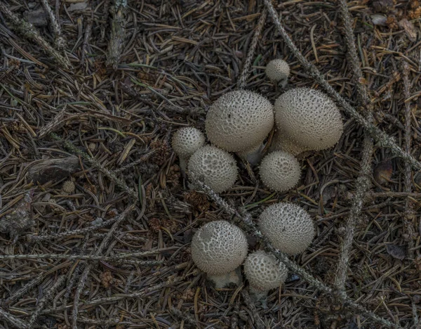 Гриб Lycoperdon Perlatum Осеннем Лесу Темный Осенний День — стоковое фото