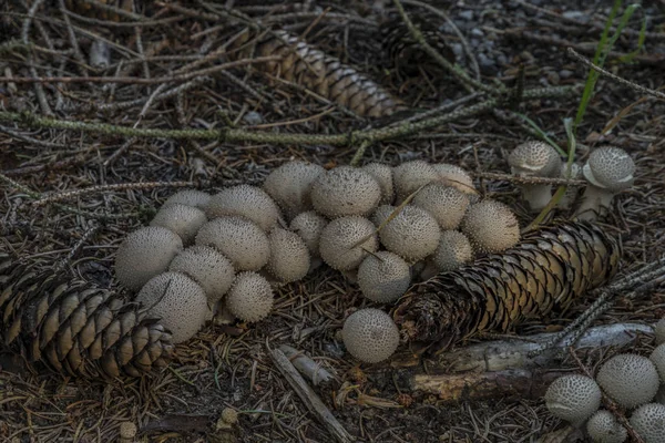 Seta Lycoperdon Perlatum Bosque Otoño Día Oscuro Otoño —  Fotos de Stock