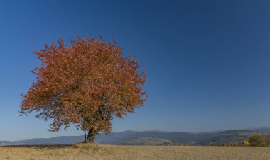 Sonbahar güneşli gün kuru alanında kırmızı portakal kiraz ağacı