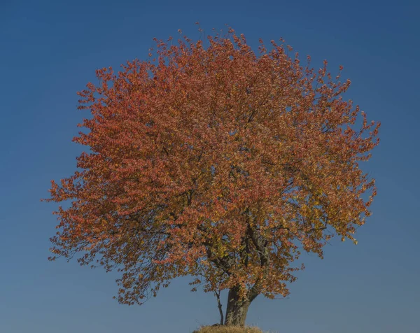 Red Orange Cherry Tree Dry Field Autumn Sunny Day — Stock Photo, Image