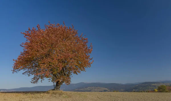 Roter Orangenkirschbaum Auf Trockenem Feld Sonnigem Herbsttag — Stockfoto