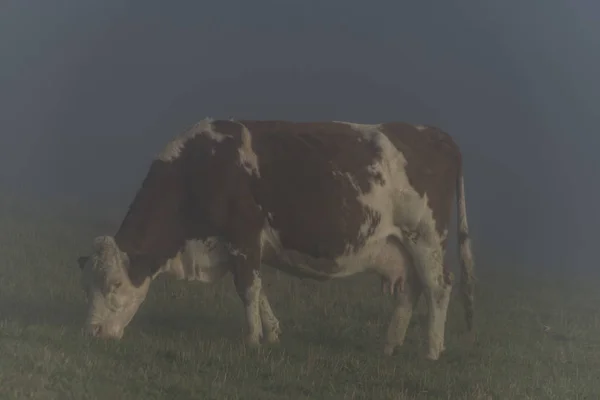 Vache Dans Brouillard Matinal Près Frontière Slovaque Village Zitkova — Photo
