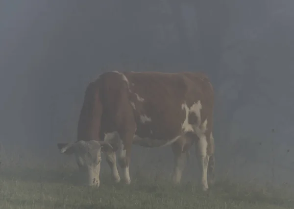 Vaca Prado Nevoeiro Manhã Perto Fronteira Com Eslováquia Aldeia Zitkova — Fotografia de Stock