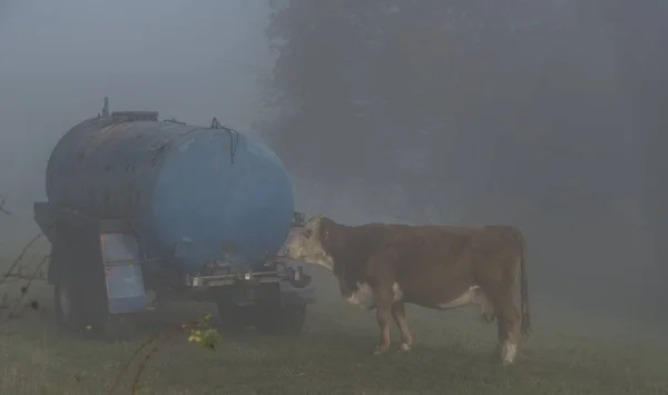 Vaca Prado Nevoeiro Manhã Perto Fronteira Com Eslováquia Aldeia Zitkova — Fotografia de Stock