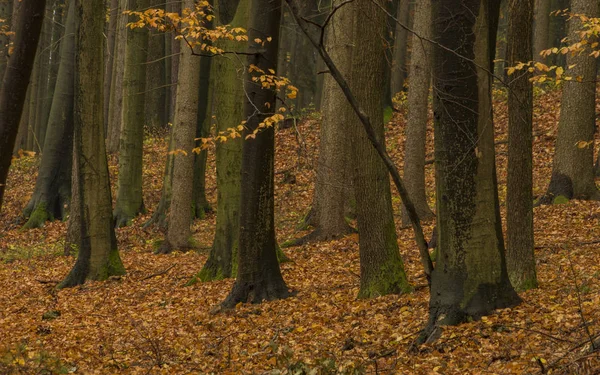 Dunkle Farbe Herbst Wald mit Laubbäumen in der Nähe von Luhacovice Stadt — Stockfoto