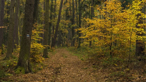 Luhacovice の町の近くの葉の木と濃い色秋の森 — ストック写真