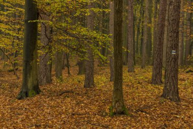 Koyu renk sonbahar yaprak ağaçlar Luhacovice spa town yakınındaki ormanıyla