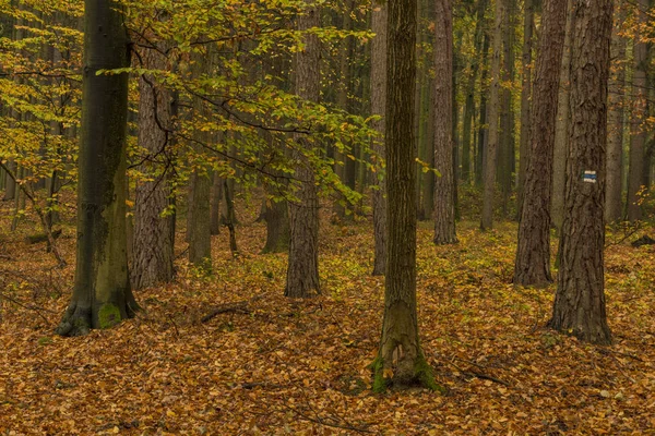 Luhacovice 温泉街近くの葉の木と濃い色秋の森 — ストック写真