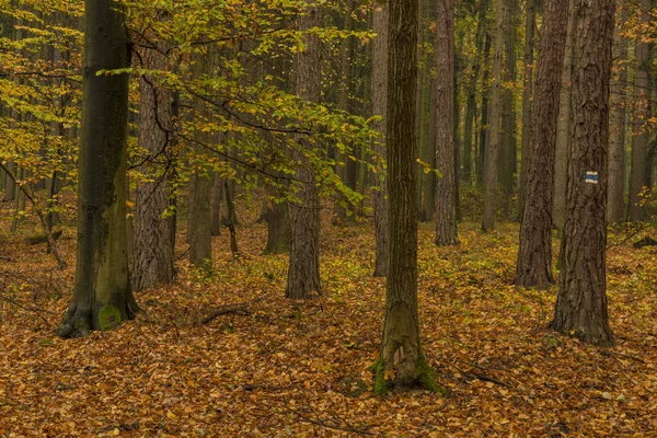 Tmavá Barva Podzimní Les Listy Stromů Poblíž Lázeňského Města Luhačovice — Stock fotografie