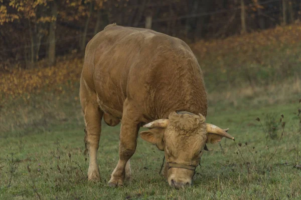 牛牛在早晨牧场与栅栏在 Stary Hrozenkov 村庄附近 — 图库照片