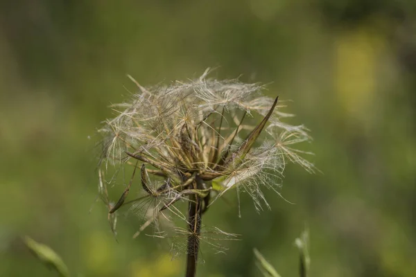 炎热的夏天 绿色草地上的老白色蒲公英 — 图库照片