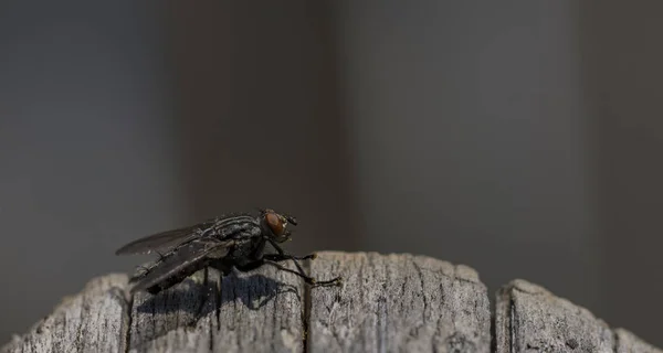 Fly Insect Dry Gray Old Tree Summer Hot Day — Stock Photo, Image