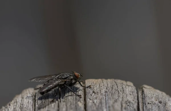 Mosca Insecto Seco Gris Viejo Árbol Verano Caliente Día — Foto de Stock