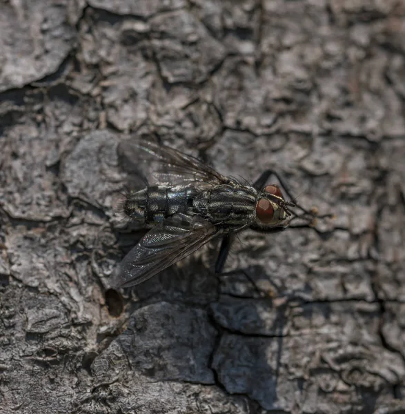 Mosca Insecto Seco Gris Viejo Árbol Verano Caliente Día — Foto de Stock