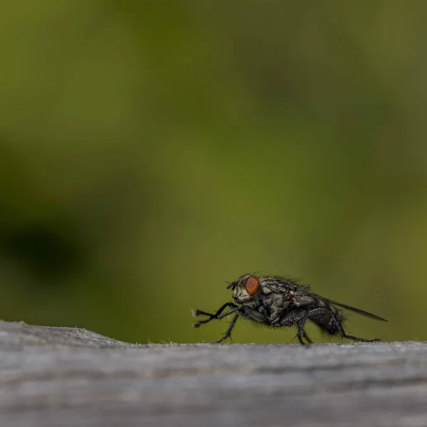 Flyga Insekt Torr Grå Gamla Träd Varm Sommardag — Stockfoto