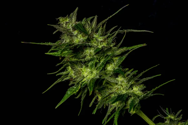 Auto Flower Small Variety Color Green Dark Nice Marijuana Shiny — Stock Photo, Image